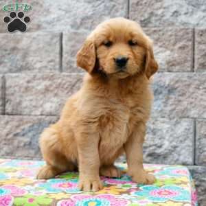 Wanita, Golden Retriever Puppy